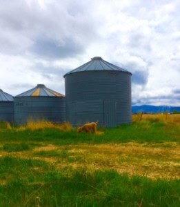 The silo I found myself doubled over midway through my run with my running companion Ben