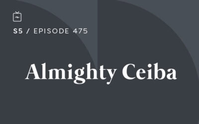 RE 475: Almighty Ceiba