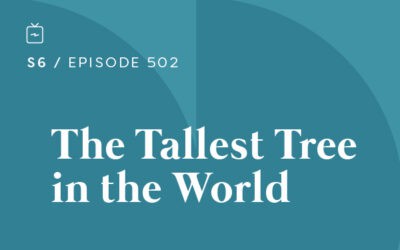 RE 502: The Tallest Tree in the World